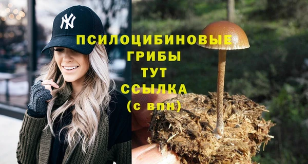 шишки Белокуриха