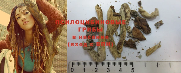 шишки Белокуриха
